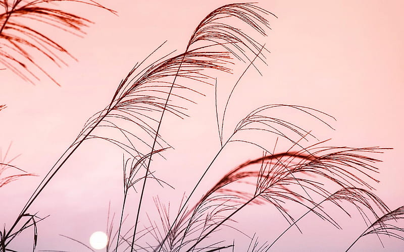 pink sky-Nature landscape, HD wallpaper