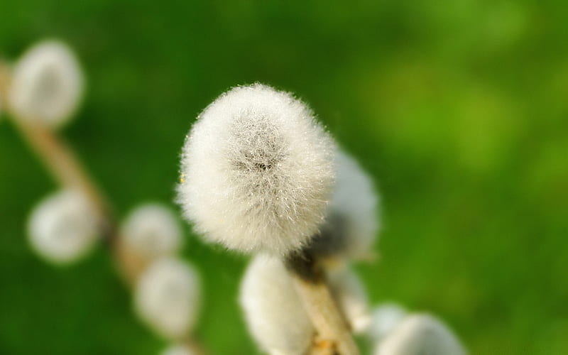 pussy willow-flowers, HD wallpaper