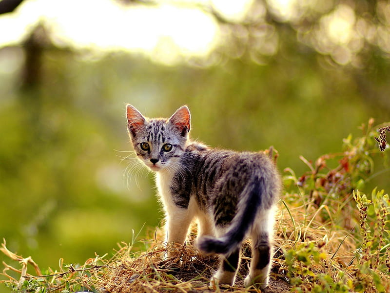 Lost in the nature, cute, feline, cat, kitten, animal, HD wallpaper ...