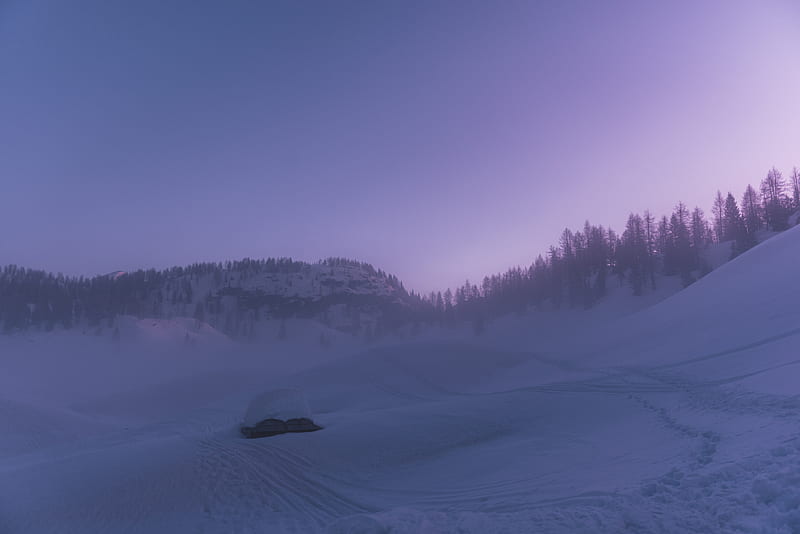 Snow Covered Field And Trees During Daytime Hd Wallpaper Peakpx