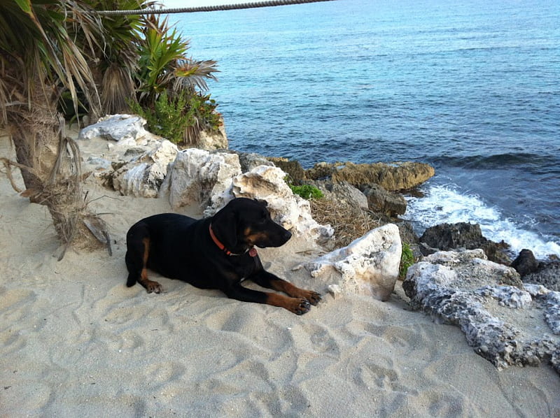 Dog looking at ocean, paradise, cozumel, ocean, dog, HD wallpaper