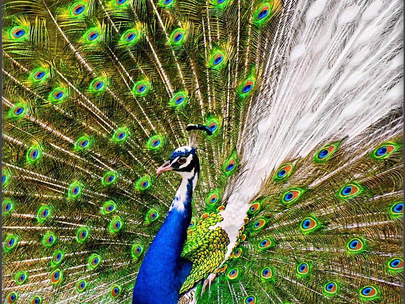 Peacock, markings, animas, bird, birds, HD wallpaper