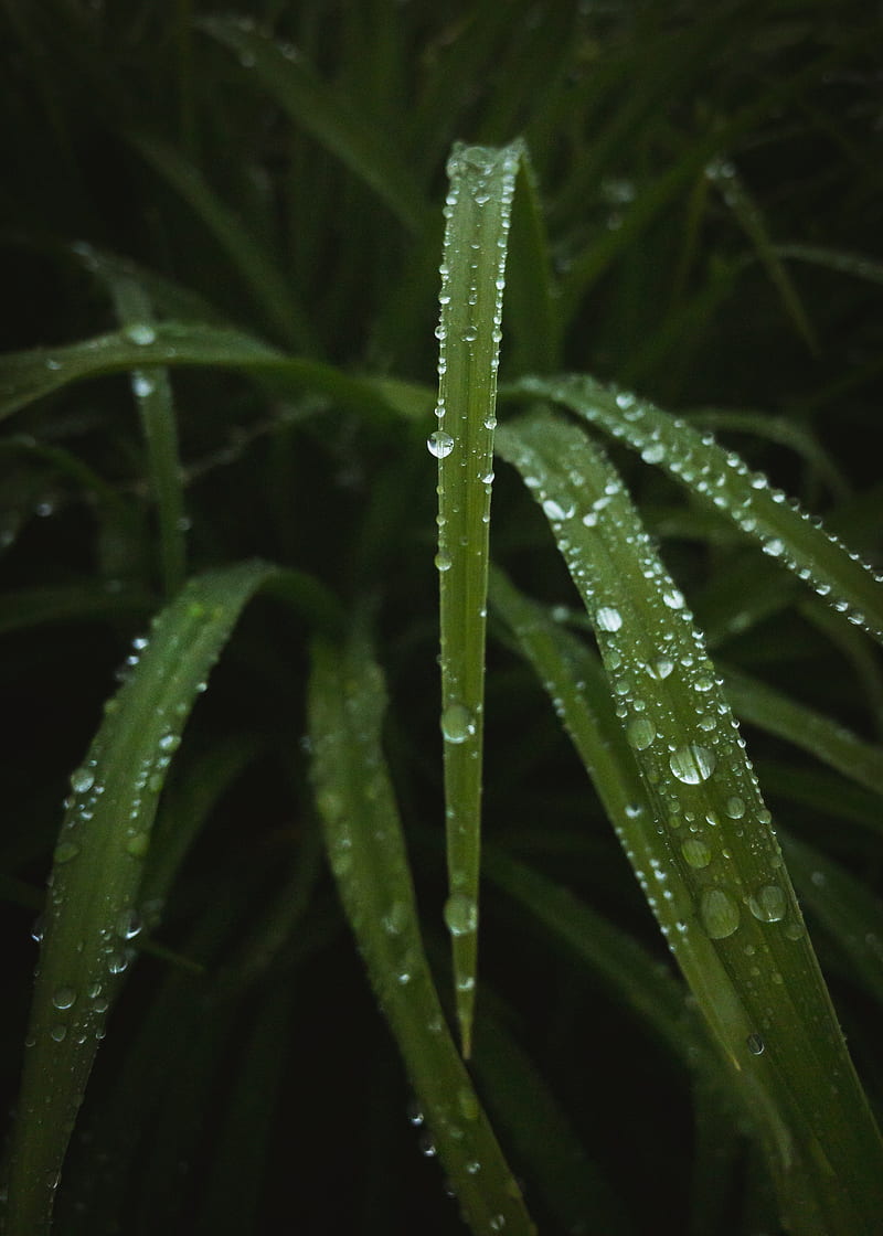 leaves, drops, water, dew, macro, HD phone wallpaper
