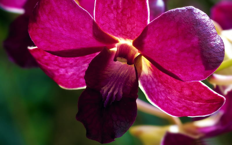pink orchid-Amazing flowers graphy, HD wallpaper