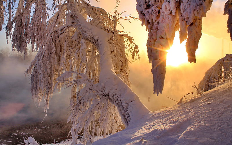 tree, winter, snow, landscape, sun, nature, HD wallpaper