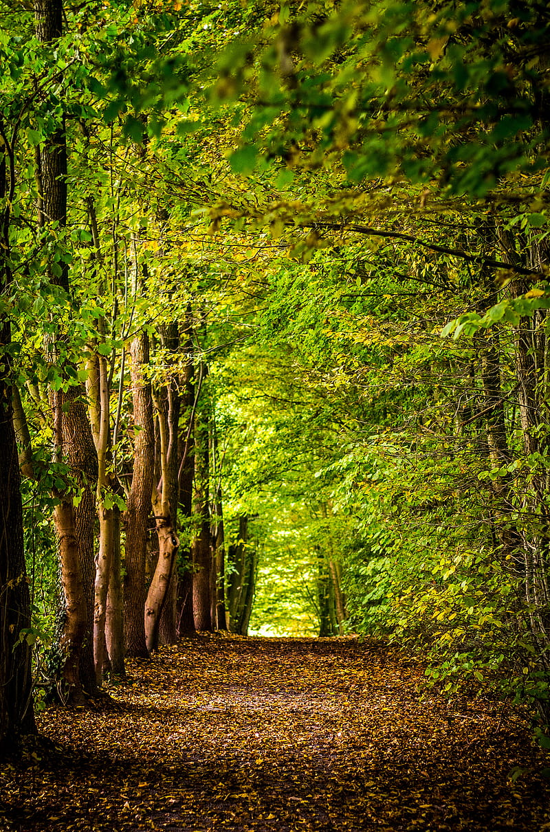 pathway between green trees, HD phone wallpaper