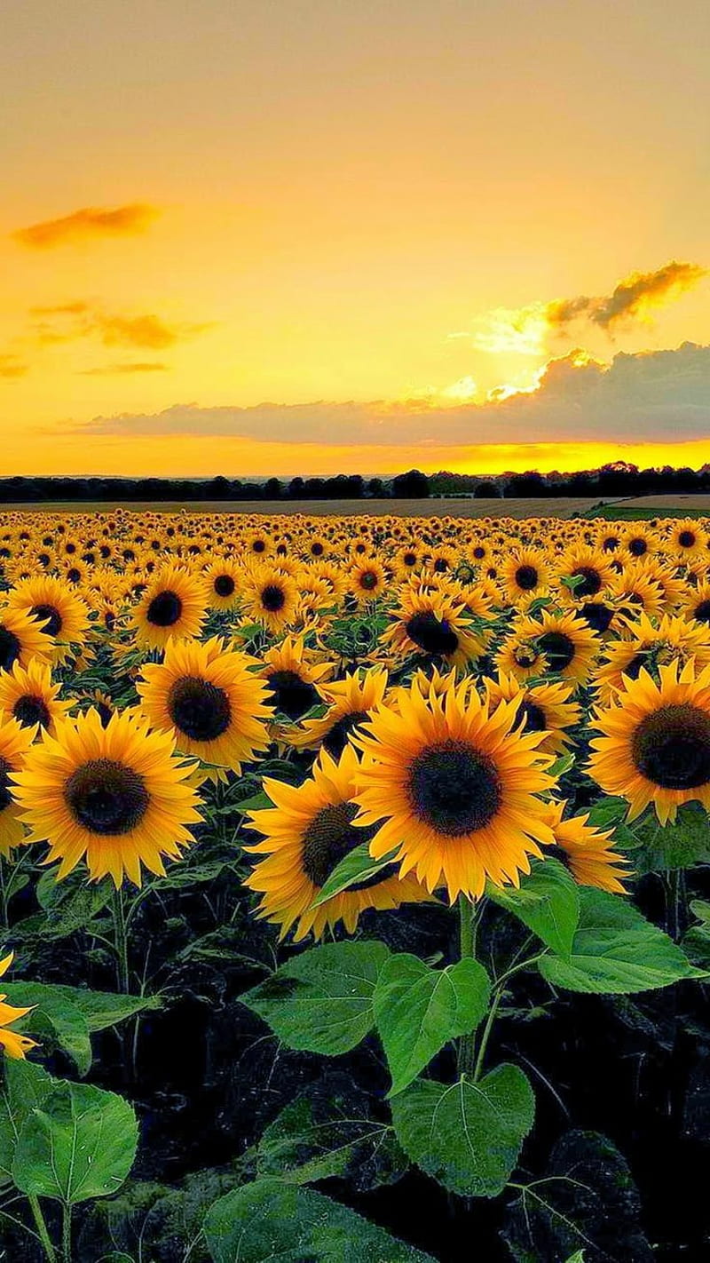 Sunflower Sunset, flower, spring, sun, sunflower, sunset, HD phone wallpaper