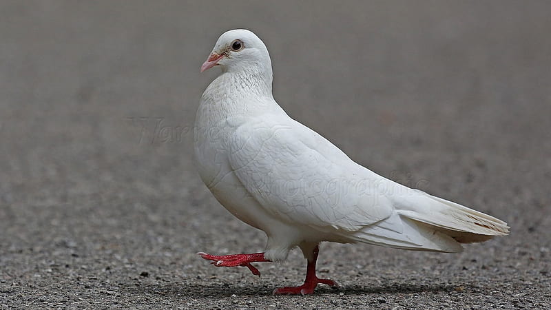 White Pigeon Bird Is Walking On Road Birds, HD wallpaper