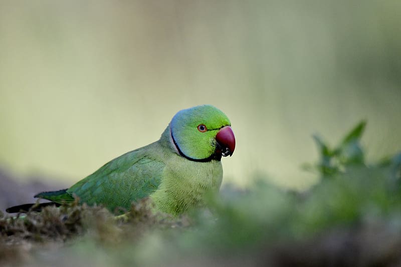 rose-ringed parakeet, parrot, bird, green, blur, HD wallpaper