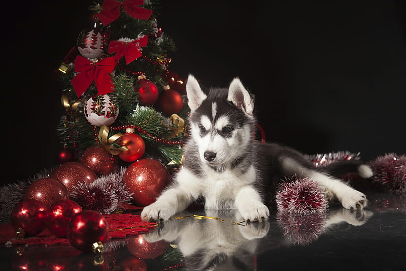 Christmas puppy, red, deco, craciun, christmas, caine, black, husky, puppy, dog, HD wallpaper