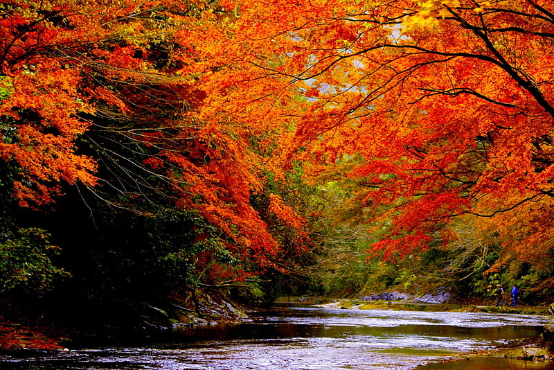 AUTUMN LINGERS!, forest, autumn, nature, river, HD wallpaper