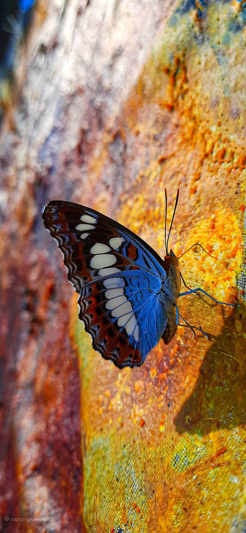 butterfly, wings, pattern, profile, spots, HD phone wallpaper
