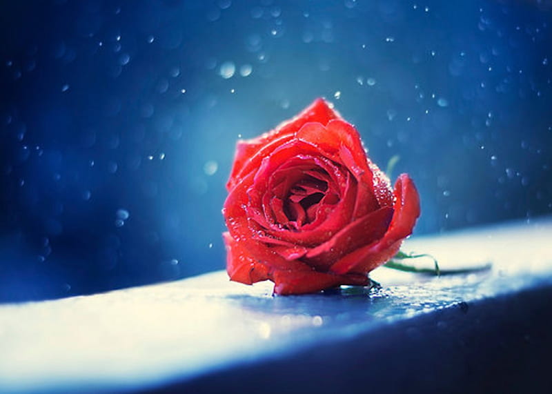 One Rose, red rose, love, one, beauty, sweet dreams, nature, HD wallpaper