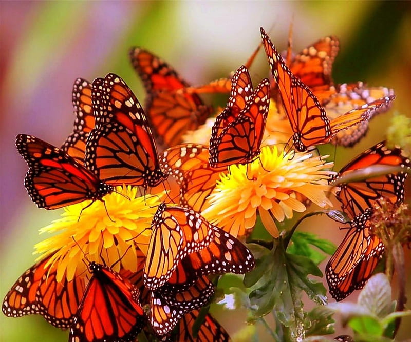 Butterfly Buffet, group, orange, flower, yellow, butterflies, HD wallpaper