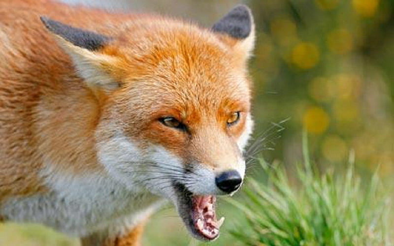 Angry Fox, vulpes, canidae, carnivora, red fox, HD wallpaper