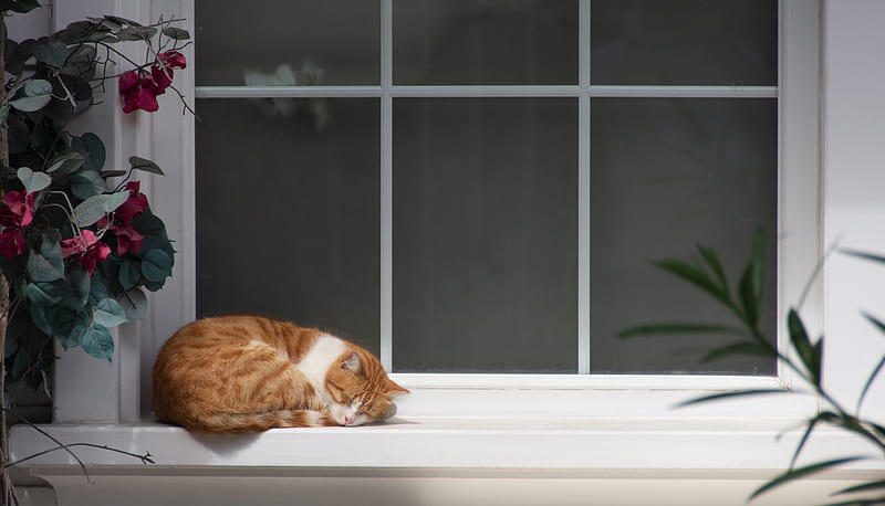 cat, window sill, sleep, flowers, rest, HD wallpaper