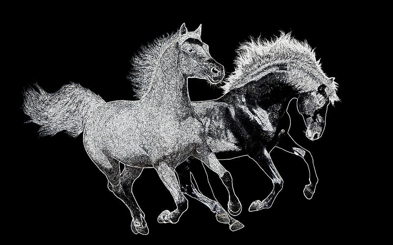 A pair of horses, power, jumping, horses, pair, HD wallpaper