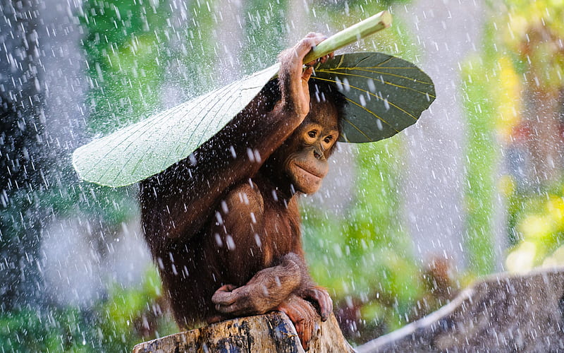 tropics, bali, shower, orangutan, indonesia, HD wallpaper