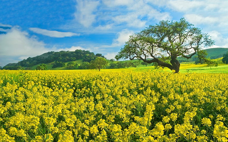 *Field of springtime flowers*, bloom, yellow, clouds, blossom, green, flowers, beauty, hill, blue, sunny day, time, sping, fruitful trees, sky, tree, plants, nature, field, HD wallpaper