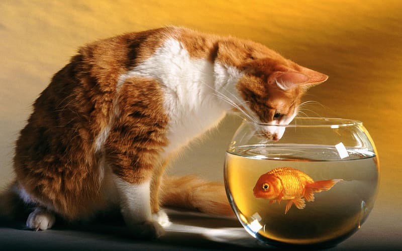 Cats, Cat, Animal, Fish Bowl, HD wallpaper