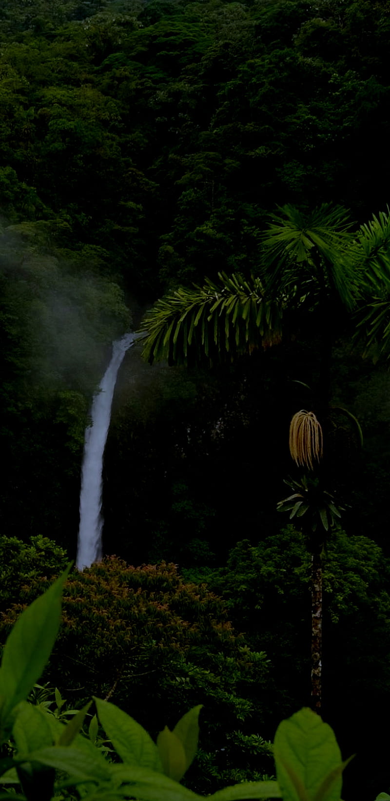 Jungle, amoled, color, dark, full, galaxy, samsung, waterfalls, HD phone  wallpaper | Peakpx