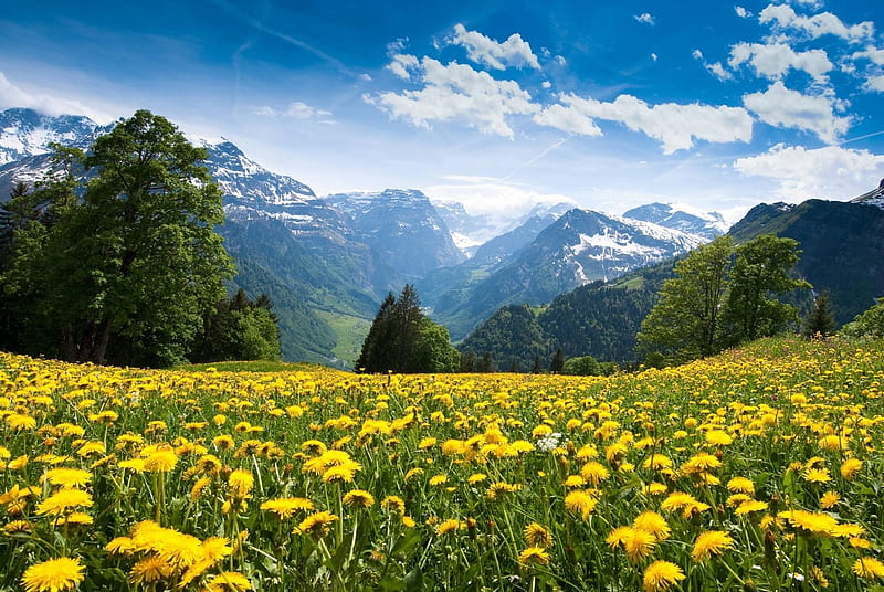 Glarus Alp from Braunwald, Switzerland, flowers, sky, trees, alps, clouds, HD wallpaper