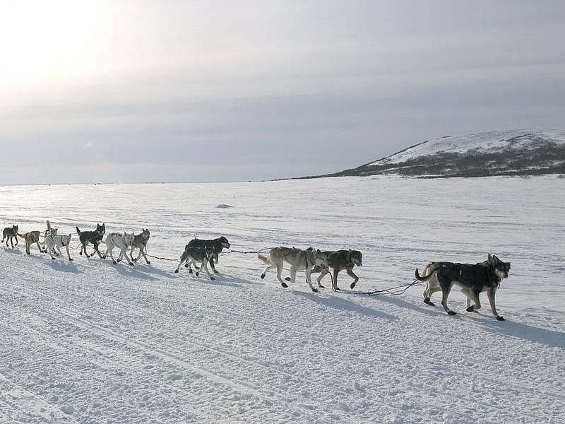 Dog Sled Alaska, huskies, snow, transport, dogs, team, winter, HD wallpaper