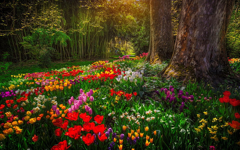 Park%20with%20spring%20flowers,%20pretty,%20forest,%20colorful,%20spring,%20park,%20trees,%20%20carpet,%20HD%20wallpaper%20|%20Peakpx