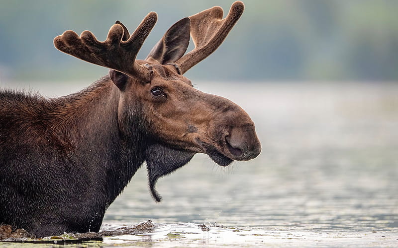 moose, river, wildlife, wild animals, moose in the water, HD wallpaper