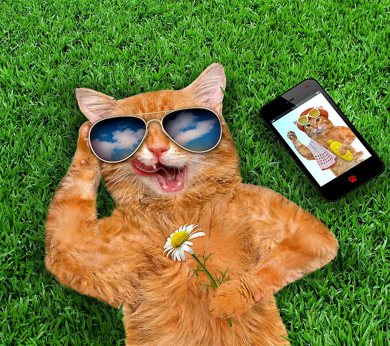 cat, funny, grass, love, smart phone, HD wallpaper