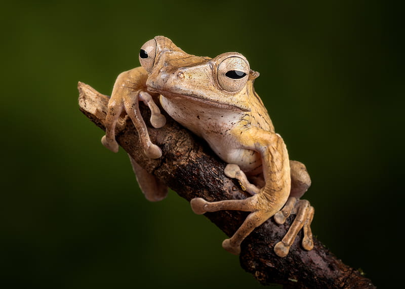 Frogs, Frog, Amphibian, Macro, Wildlife, HD wallpaper