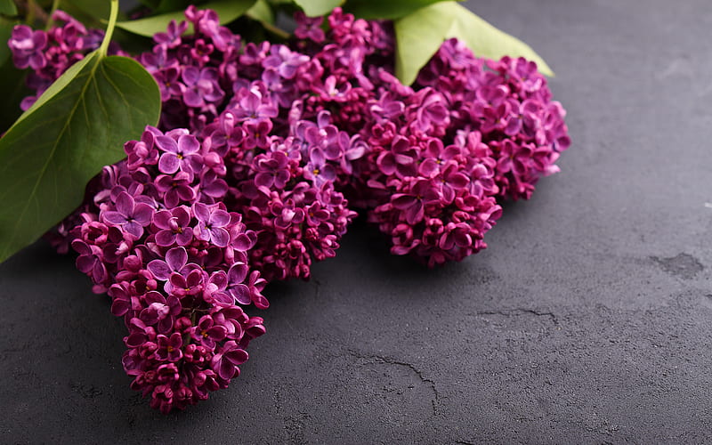lilac, purple spring flowers, lilac branch, beautiful flowers, HD wallpaper