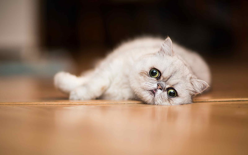 Exotic Shorthair Cat, close-up, gray cat, pets, resting cat, cats, cute animals, white exot, domestic cats, Exotic Shorthair, HD wallpaper