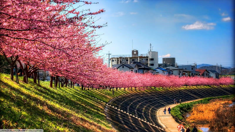 Cherry Blossoms Japan Park Japanese, HD wallpaper