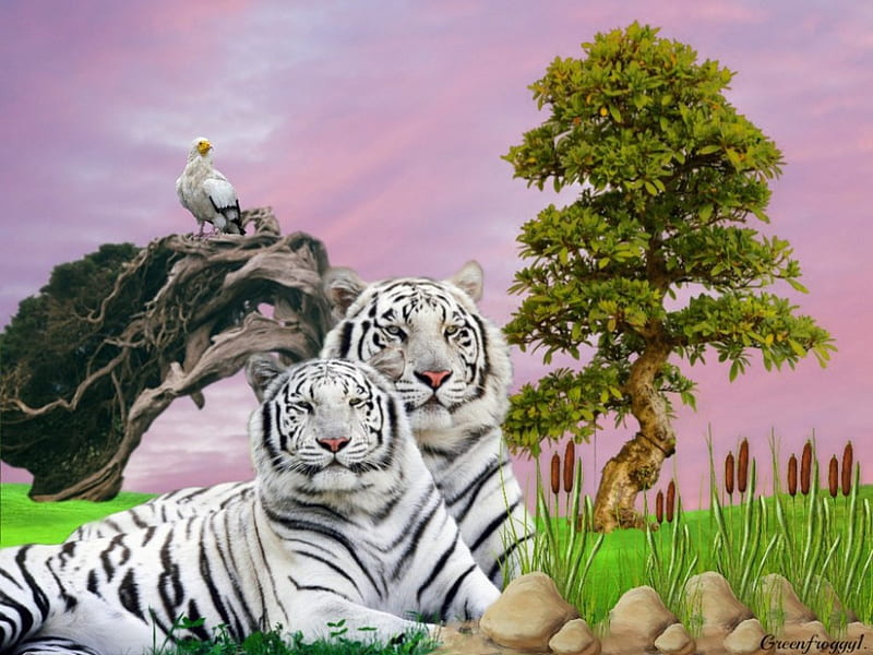 RESTING, TIGERS, CREATION, WHITE, HD wallpaper
