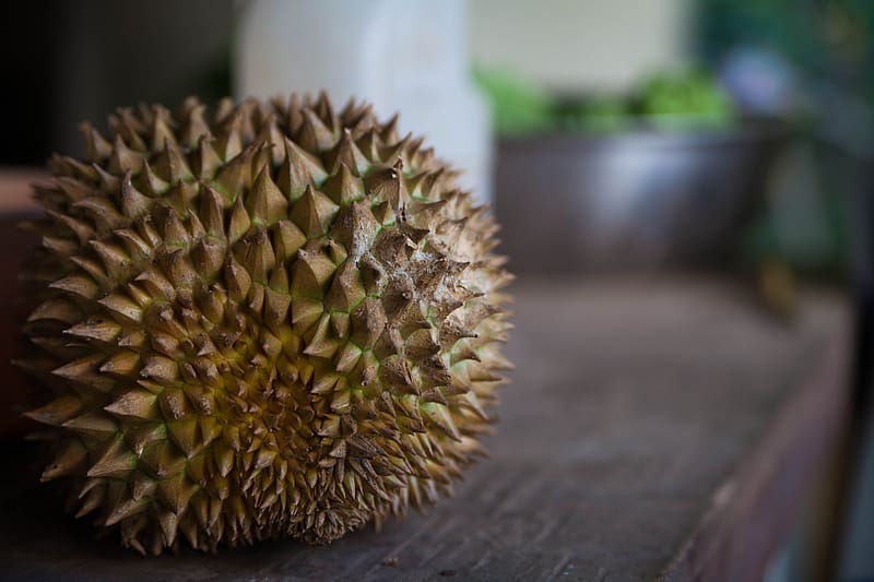durian, fruit, thorns, HD wallpaper