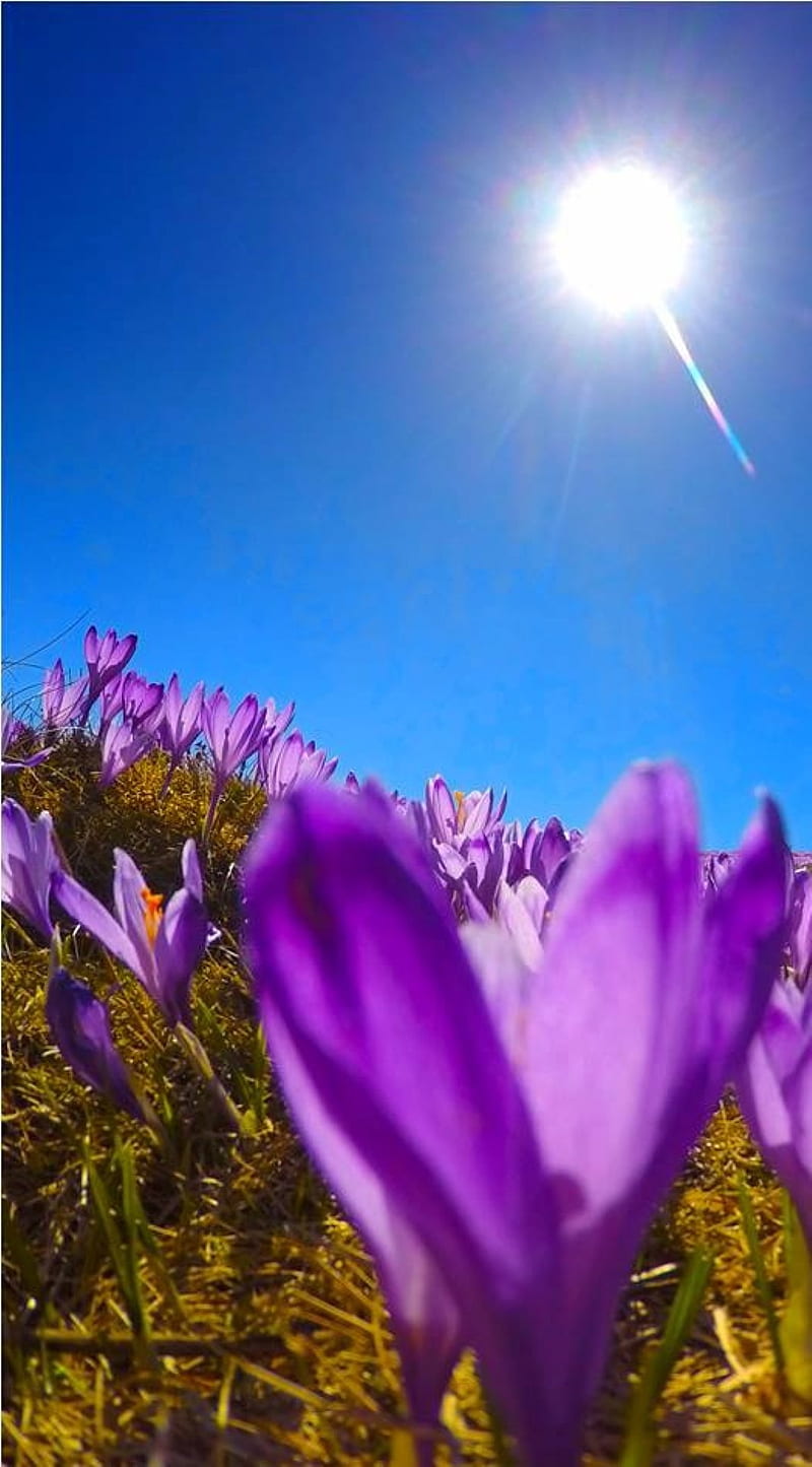 spring saffron, flowers, HD phone wallpaper