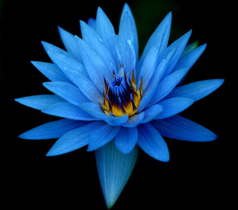 Blue WaterLily, waterlily, flowers, nature, blue, HD wallpaper