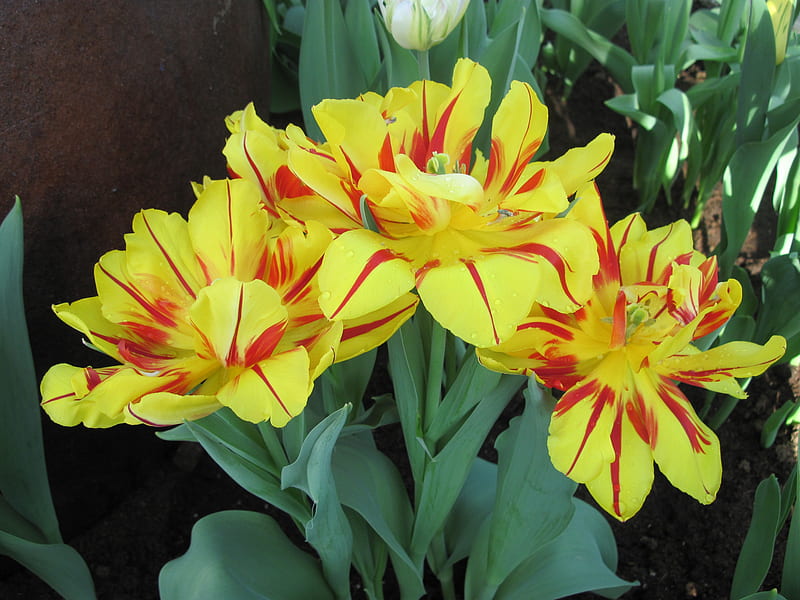 Spring Day in my garden 08, Yellow, Tulips, graphy, green, orange, garden, Flowers, HD wallpaper