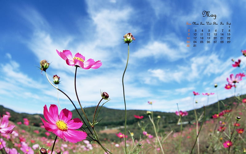 Blue Sky Flowers, calendar, may, yellow, spring, pink, HD wallpaper