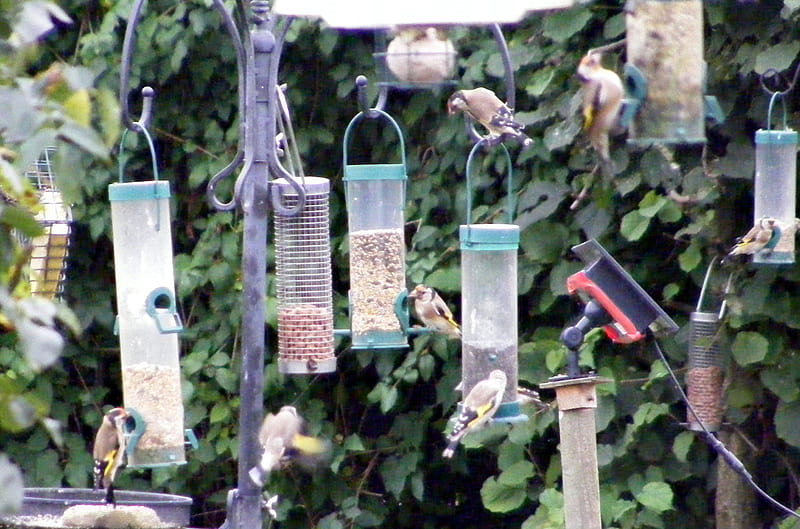 How many Goldfinches?, birds, red, feeders, gold, HD wallpaper