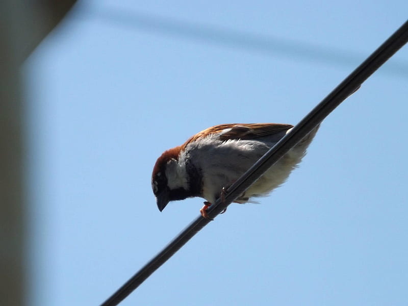 House Sparrow, wildlife, birds, house sparrows, animals, HD wallpaper