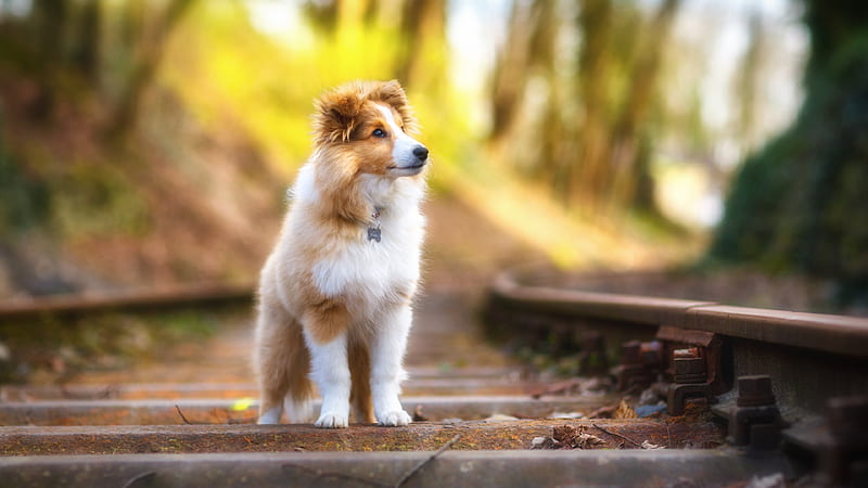 Shetland Sheepdog, autumn, railway, dogs, HD wallpaper