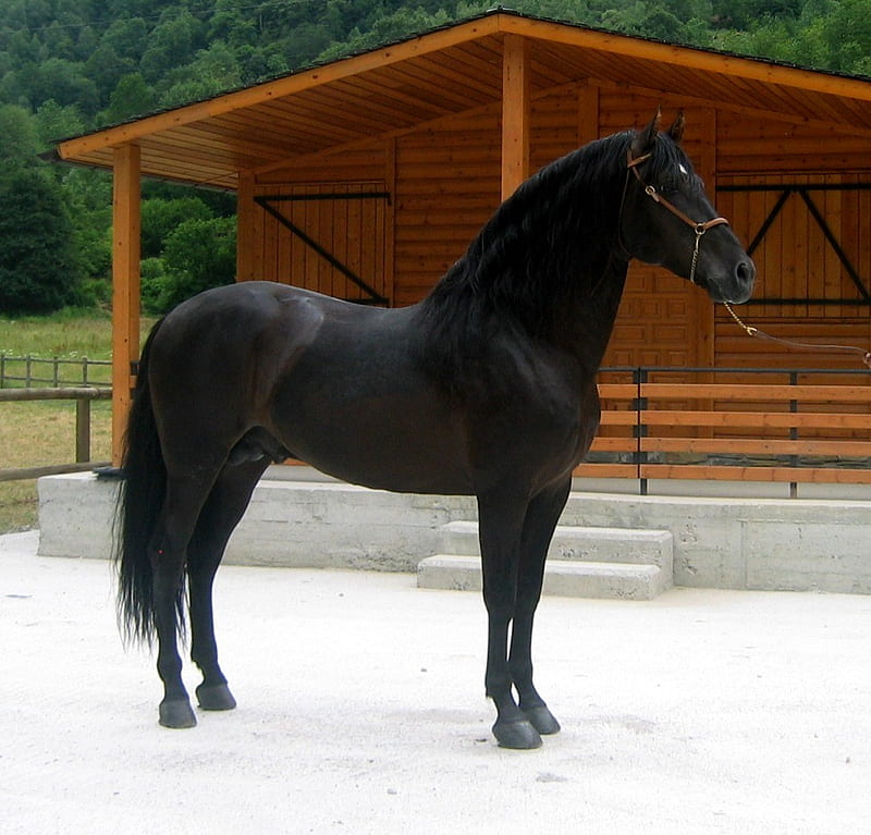 Spanish Stallion, black, andalusian, horses, spanish, HD wallpaper