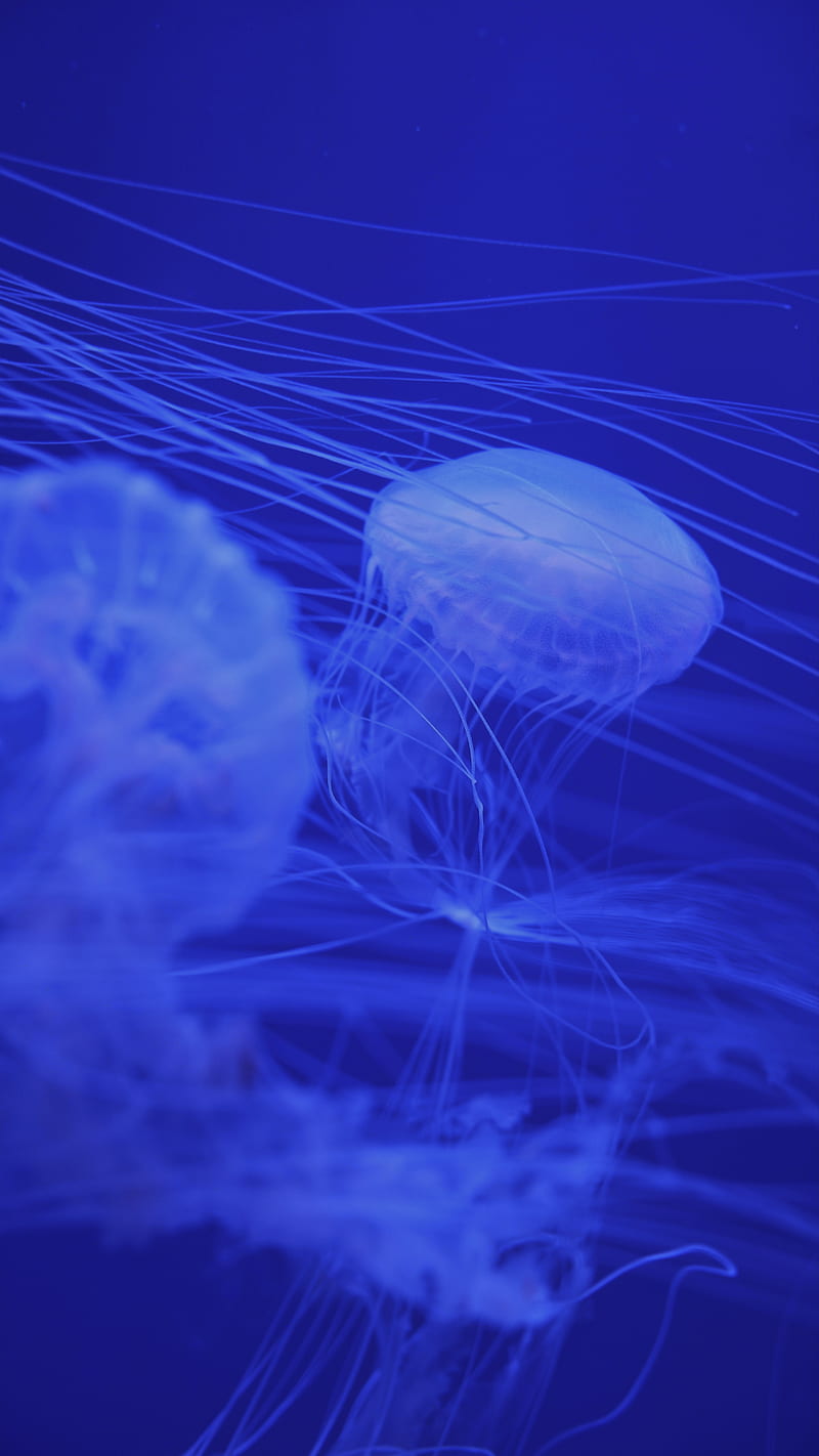 jellyfish, tentacles, blue, creatures, HD phone wallpaper