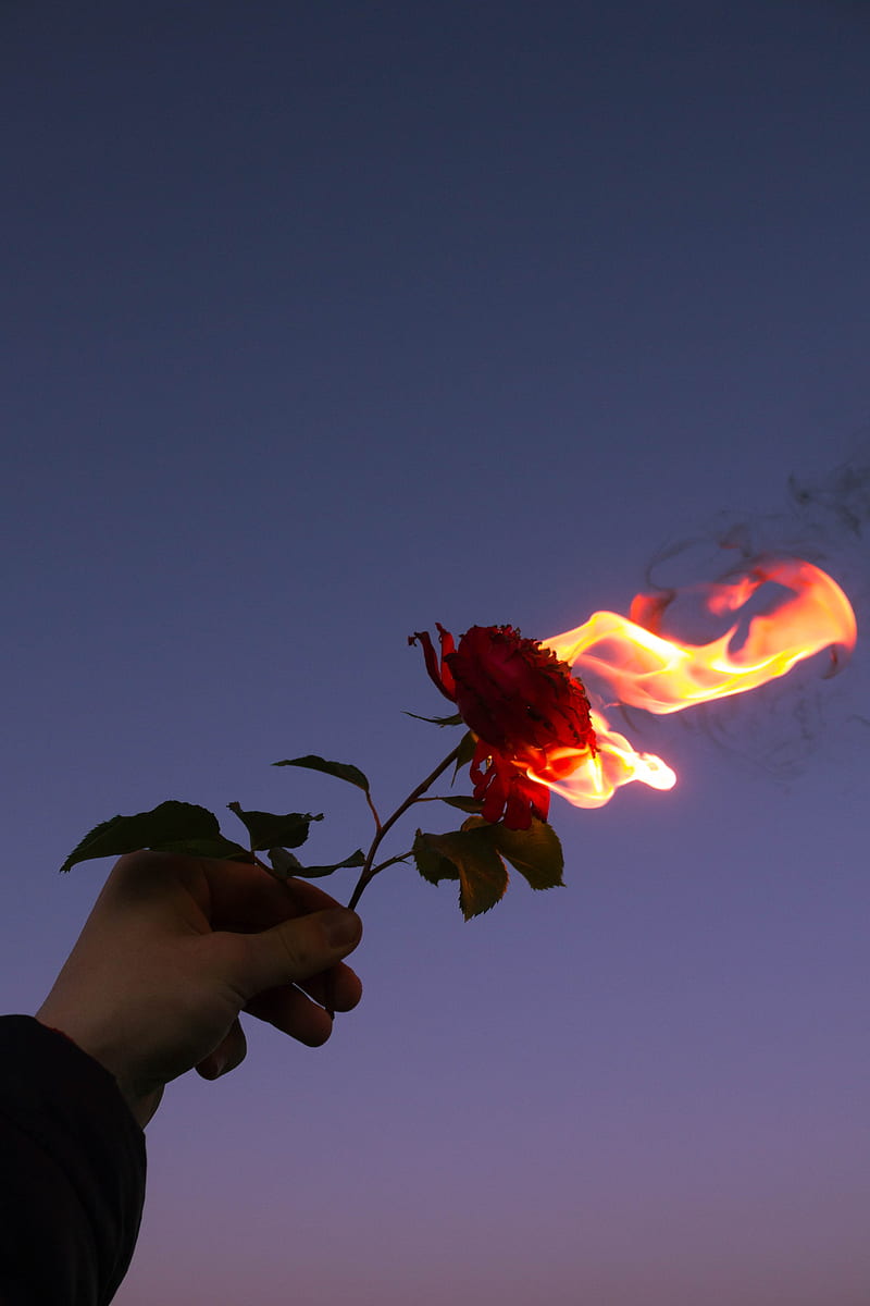 rose, flower, flame, hand, fire, HD phone wallpaper