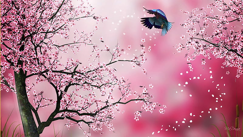 Sakura Pink, japanese, firefox persona, spring, abstract, oriental, blossoms, flowers, pink, cherry, HD wallpaper