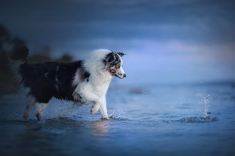 Dogs, Australian Shepherd, Dog, Pet, Water, HD wallpaper