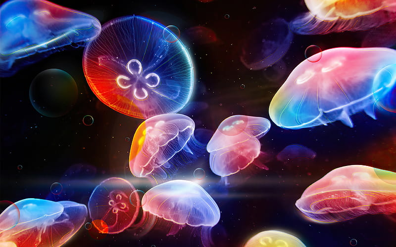 Dancing Jelly Fish, jellyfish, underwater, animals, graphy, HD wallpaper