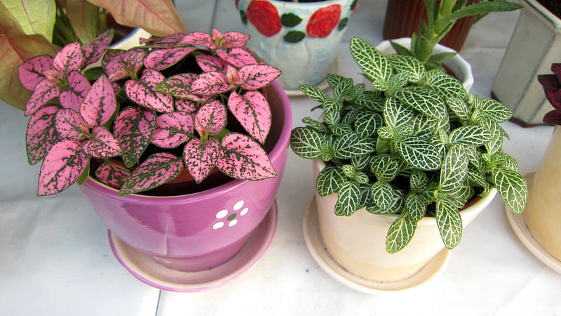 Small potted plants, potted plants, leaves, Small, lovely, HD wallpaper